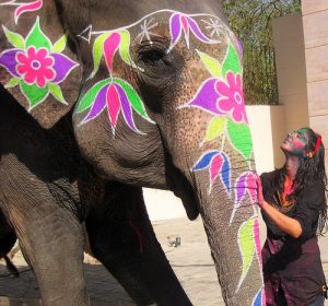 Holi Elephhant Holi Elephhant