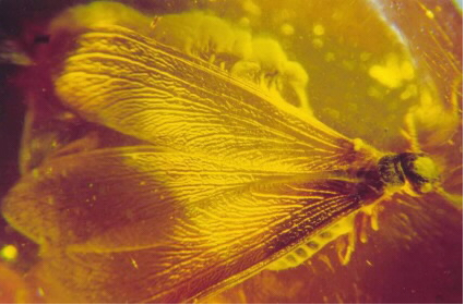 amber5.jpg